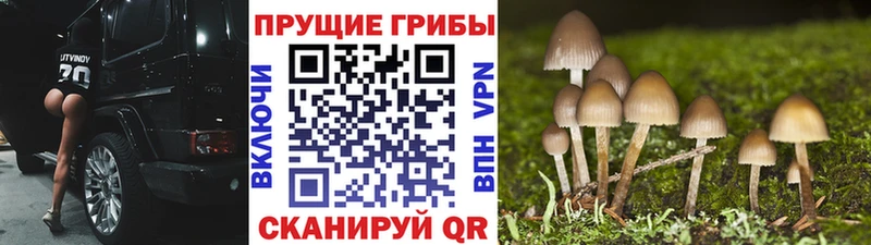 Псилоцибиновые грибы MAGIC MUSHROOMS Райчихинск